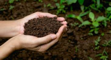 Elementi di didattica per insegnare il suolo: la fabbrica della vita